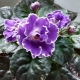 Violet Luntik: cechy odmiany