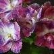 Violet RM-Peacock: opis i zasady uprawy