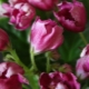 Tulipan Violet Magic: opis odmiany i wskazówki dotyczące pielęgnacji