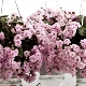 Violets Rob's Vanilla Trail: opis odmiany, cechy sadzenia i pielęgnacji