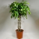 Ficus Benjamin: charakterystyka, odmiany i zasady opieki
