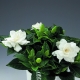 Gardenia: rodzaje i zasady uprawy