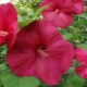 Hibiskus bagienny: charakterystyka gatunku i cechy uprawy