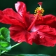 Hibiskus: co to jest i jak wygląda, zasady pielęgnacji