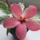 Różnorodny hibiskus: odmiany i zasady uprawy