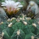 Gymnocalycium: odmiany i subtelności pielęgnacji