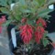 Grevillea: opis, sadzenie i pielęgnacja