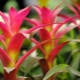 Guzmania: opis gatunku, przeszczep i pielęgnacja
