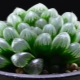 Haworthia Cooper: charakterystyka, cechy sadzenia i pielęgnacji