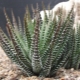 Haworthia w paski: charakterystyka, cechy sadzenia i pielęgnacji