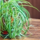 Grzywacz Chlorophytum: opis i zalecenia dotyczące uprawy
