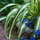 Chlorophytum: jak to wygląda, ojczyzna, opieka i choroby