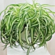 Chlorophytum kręcone: opis, pielęgnacja, reprodukcja, choroby