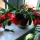 Jak przeszczepić dekabrystę (Schlumbergera) i opiekować się nim?