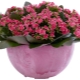 Jak przeszczepić Kalanchoe?