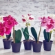 Jak przeszczepić orchideę?
