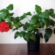 Jak prawidłowo rozmnażać hibiskus?