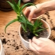 Jak prawidłowo przeszczepić aloes?
