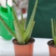 Jak prawidłowo podlewać aloes?