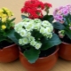 Jak prawidłowo podlewać Kalanchoe?