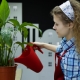 Jak prawidłowo podlewać spathiphyllum (kobiece szczęście)?