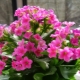 Jak rozmnaża się Kalanchoe?