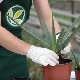 Jak rozmnażać aloes w domu?