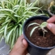 Jak rozmnażać chlorophytum?