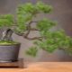 Jak zrobić sosnowe bonsai własnymi rękami?