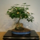 Jak wyhodować bonsai z nasion w domu?