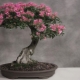 Jak uprawiać sakura bonsai?