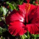 Jak wyhodować hibiskus z nasion w domu?