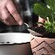 Jaka gleba nadaje się do uprawy spathiphyllum?