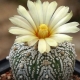 Cactus Astrophytum: rodzaje i subtelności uprawy