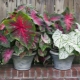 Caladium: gatunek, pielęgnacja i rozmnażanie