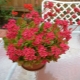Kalanchoe Blossfeld: jakie cechy są różne i jak o nie dbać?