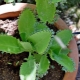 Kalanchoe pierzaste: co to jest i jak się nim opiekować?
