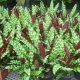 Calathea lansifolia: opis, pielęgnacja i cechy kwitnienia