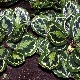 Medalion Calathea: jak wygląda, cechy pielęgnacji i leczenia chorób