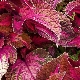 Coleus Blume: opis odmian, zasady pielęgnacji i metody rozmnażania