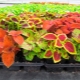 Coleus Wizard: opis, odmiany i zasady opieki
