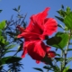 Hibiskus wewnętrzny: rodzaje, sadzenie i pielęgnacja