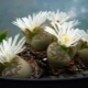 Lithops: gatunek, rozmnażanie i pielęgnacja