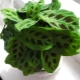 Arrowroot dwukolorowy: opis, pielęgnacja, reprodukcja