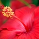 Metody leczenia hibiskusa na choroby i szkodniki