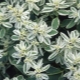 Euphorbia edge: sadzenie i pielęgnacja na otwartym polu
