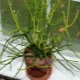 Euphorbia tirucalli: opis i pielęgnacja w domu