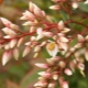 Nandina: opis, sadzenie i pielęgnacja