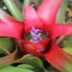Neoregelia: cechy i zasady opieki