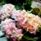 Opis odmiany Violet Dandy